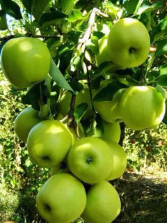 mutsu-apple