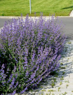 nepeta-faassenii-vaso-18