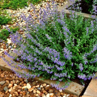 nepeta-faassenii