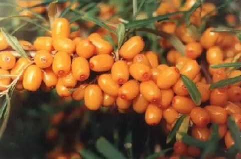 oblipykha-chuiska-03