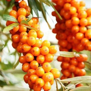 oblipykha-lybid-01