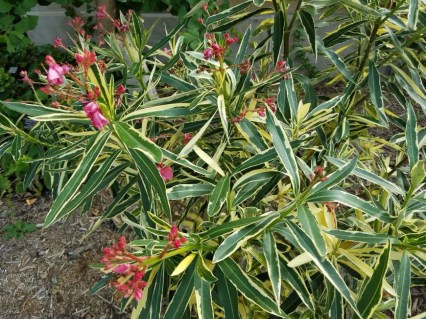 oleander-Splendens_Foliis_Variegatum_04