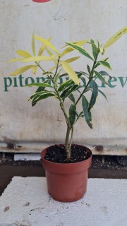 Реальні фото наших саджанців Олеандр Блискучий Ряболистий 1л