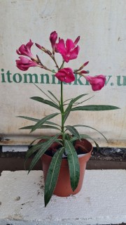 Реальне фото наших саджанців Олеандр Claudia 1л