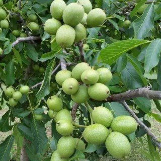 oreh-gretskiy-ideal-02