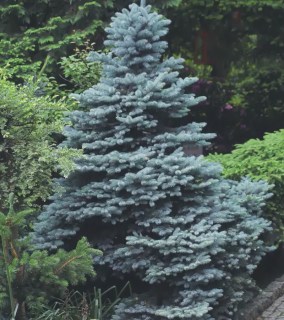 p1745-picea-pungens-glauca-globosa-