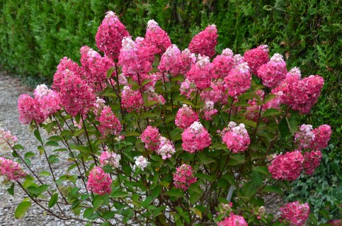 paniculata-rensam-framboisine-01