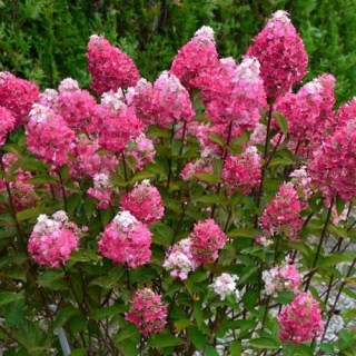 paniculata-rensam-framboisine-03