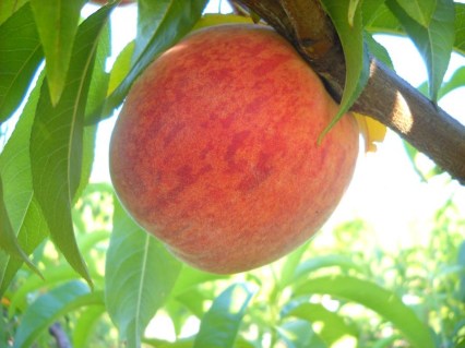 peach-kondor-3