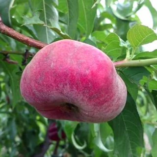 peach_UFO_3_01