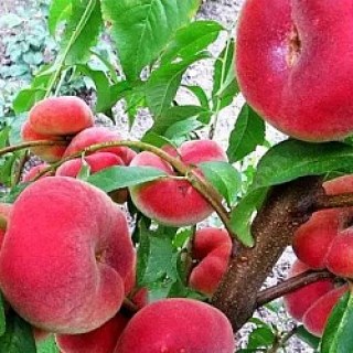 peach_UFO_3_03