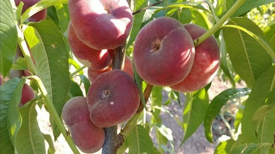peach_UFO_3_04