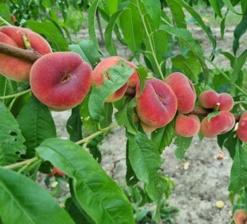 peach_UFO_3_05