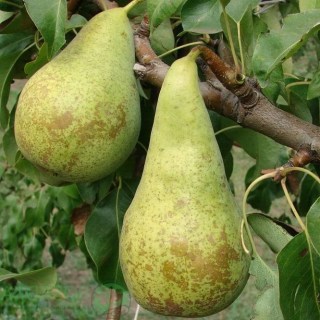 pear_konferenciya_01