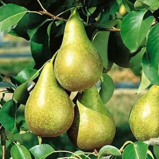 pear_konferenciya_02