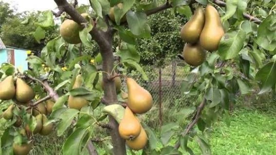 pear_konferenciya_05