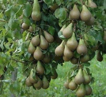 pear_konferenciya_06