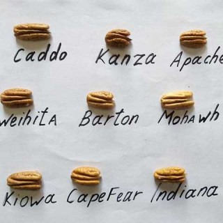 pekan-kanza-5344719789668557