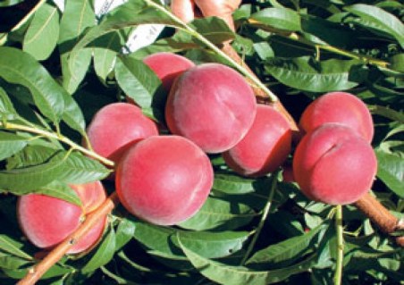 persik-fleming-fyuri-fleminfuri-1619912-2243678