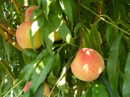 persik-maria-bianca-03