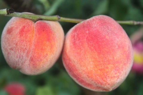 persik-maria-bianca-04