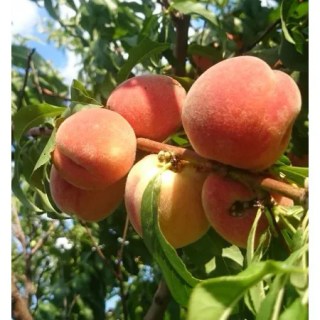 persik-maria-bianca-05