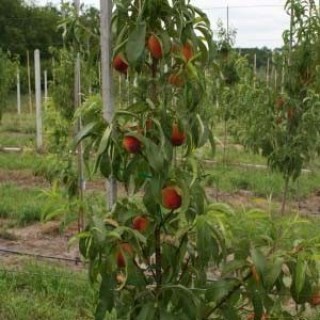 persik-zolotyi-triumf-1