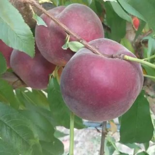 persik_Sweet_Dream_01