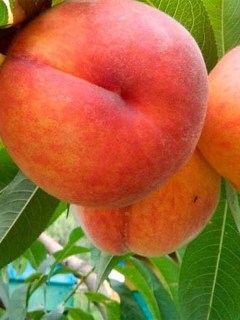 persik_sveet_lady_02