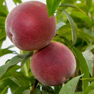 Персик Річ Леді (Rich Lady) [1-річний з відкритим коренем]