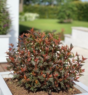 phy-sweet-cherry-tea-03