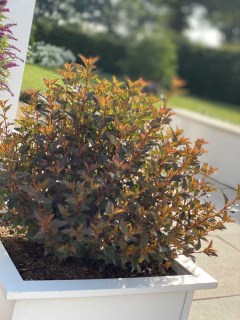 phy-sweet-cherry-tea-04