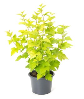 Пузыреплодник калинолистный Наггет (Physocarpus opulifolius Nugget)