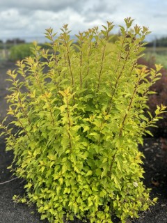 physocarpus-opulifolius-raspberry-lemonade-04