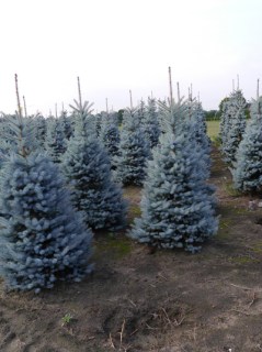 picea-pungens-blue-diamond-200-250-cm-mdb