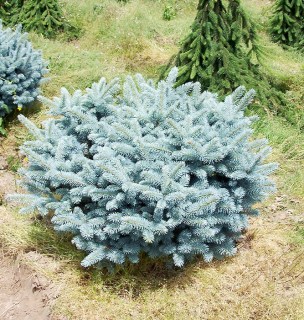 Ялина колюча Глаука Глобоза (Picea pungens 'Glauca Globosa') 