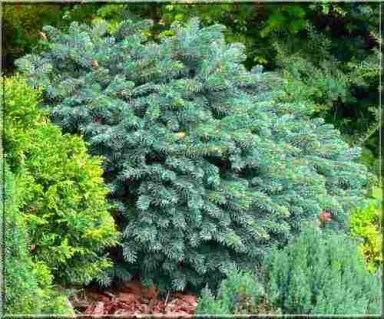 picea-pungens-waldbrunn_127613