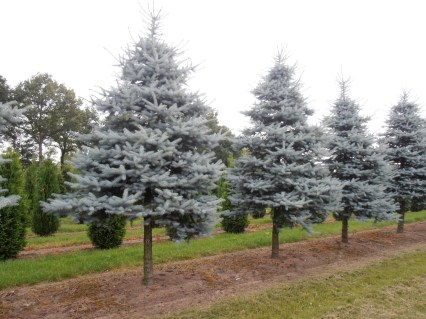 picea_pungens_christmas_blue_2