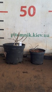 Підрізка 2,3,4 річних гортензій, які ми надсилаємо навесні та восени