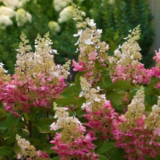 pinky_winky_hydrangea