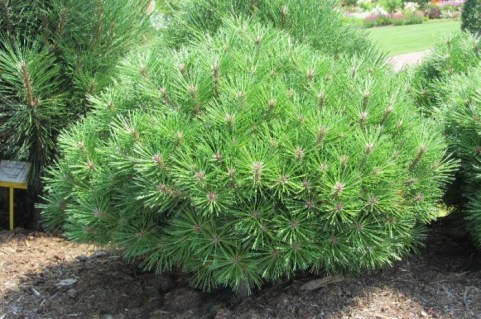 pinus-brepo