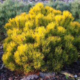 Сосна горная Карстенс Винтерголд (Carstens Wintergold)