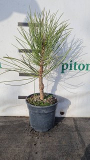 pinus-nigra-molette