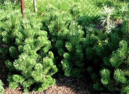 pinus_mumpitz2