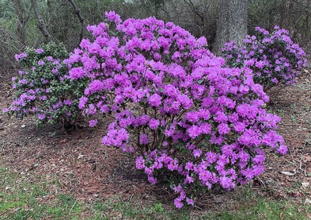pjm-rhododendron