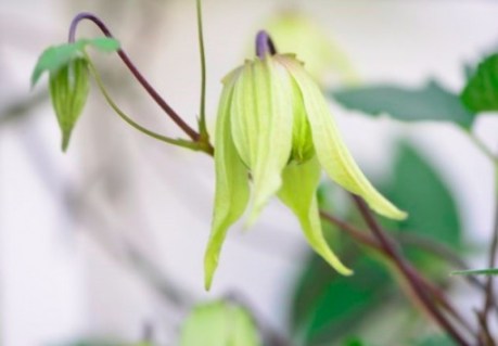 plant_17089_user_1627_20170424092811