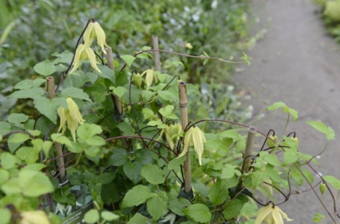 plant_17089_user_1627_20171215075427