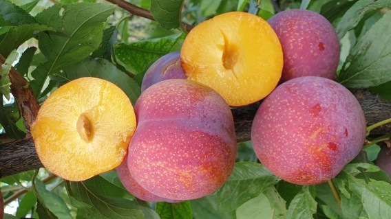 plumb-Pink-Saturn-01