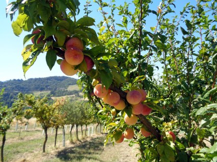 plumb-Pink-Saturn-02