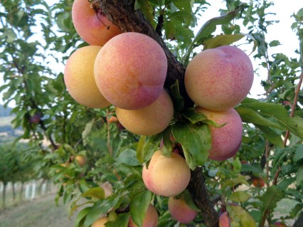 plumb-Pink-Saturn-03